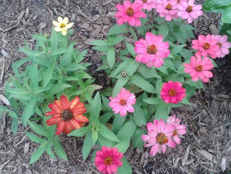 Sept15_zinnia