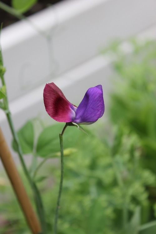 July22_ (67)