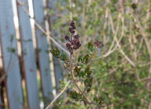 May3_dl