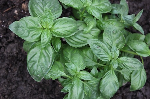 May22_basil