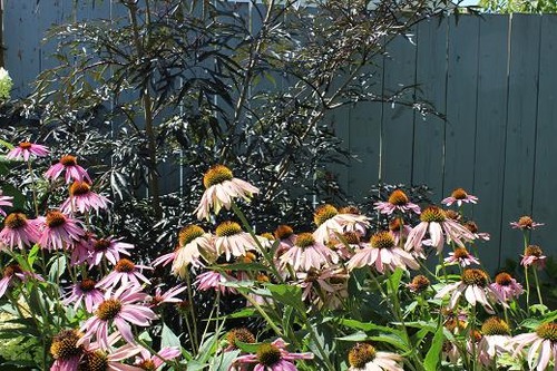 Aug24_echinacea