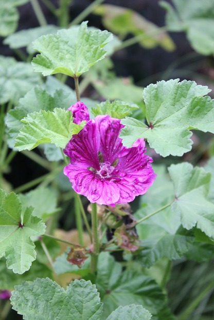 Sept24_malva