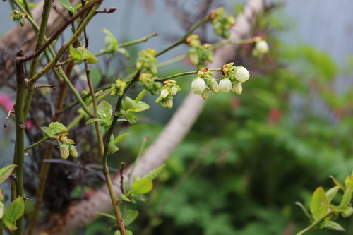 May14_blueberry