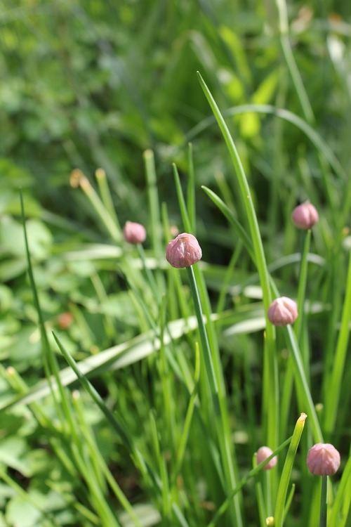 May22_chives