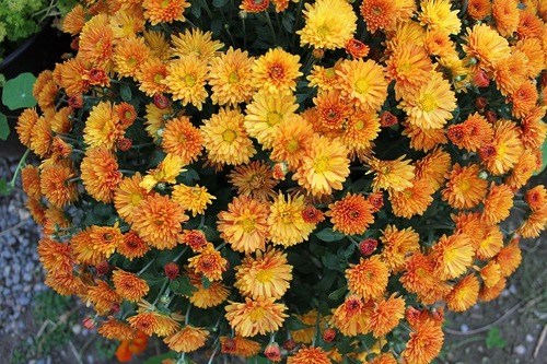 Oct4_gm1