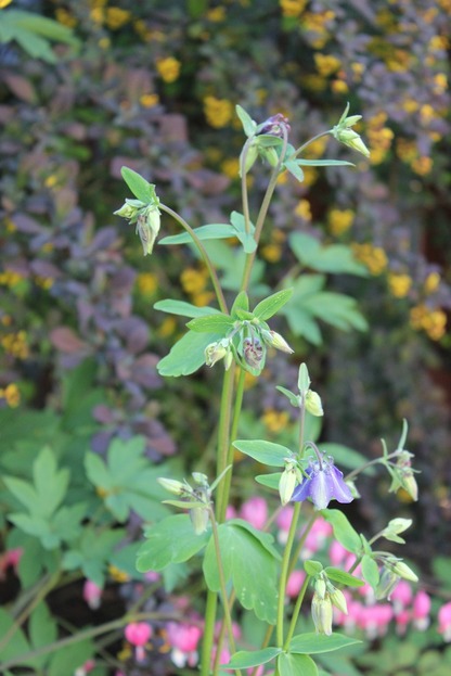 May22_aquilegia6
