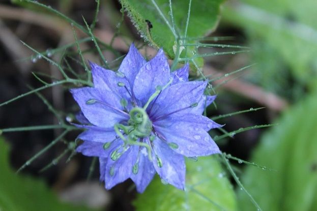 June18_nigella