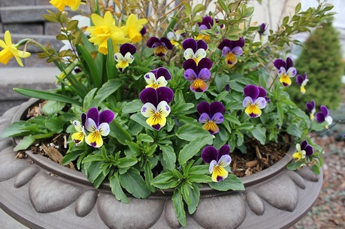 April26_violas