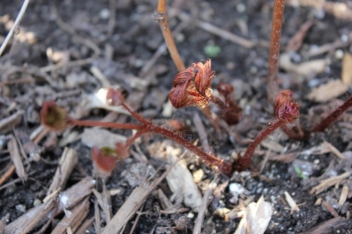 Apr22_astilbe