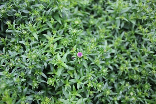 Aug23_aster