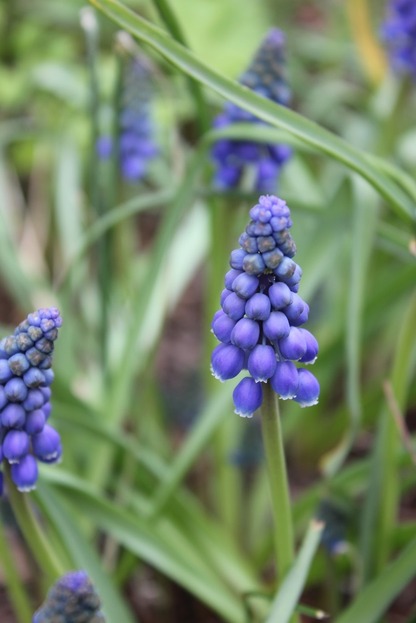 May7_muscari2