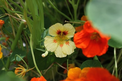 July25_nasturtium