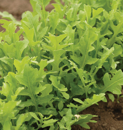 Astro Organic Arugula