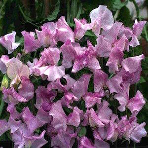 Sweet pea LAVENDER STRIPED FLUSH