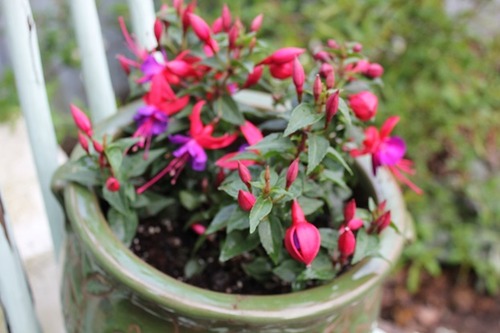 May10_fuchsia