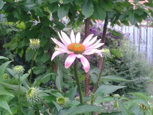 july10_echenacea