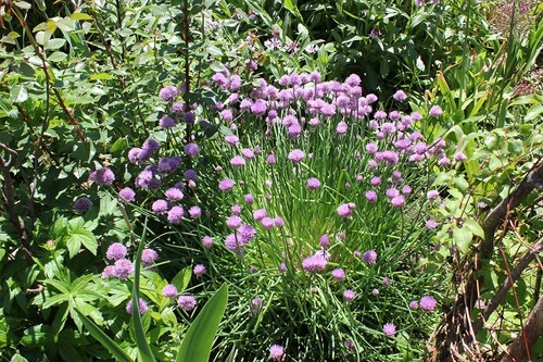 June6_chives