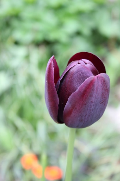 May22_tqon