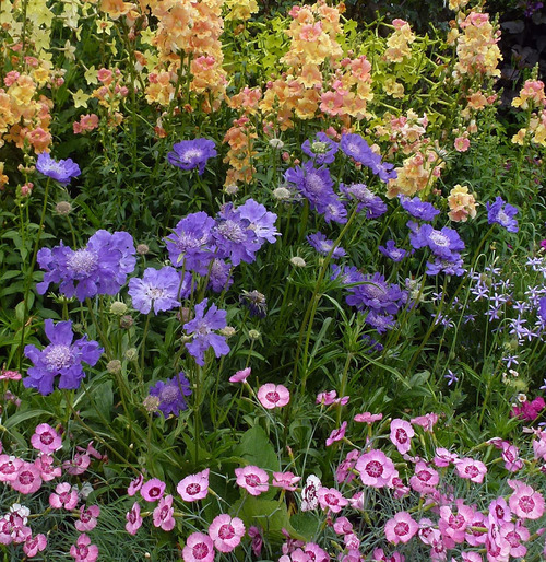 Fama Deep Blue Scabiosa2