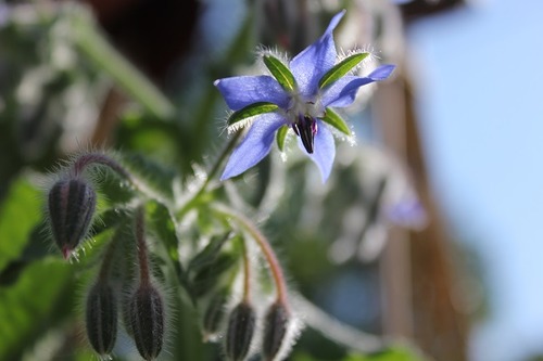 June25_borage2