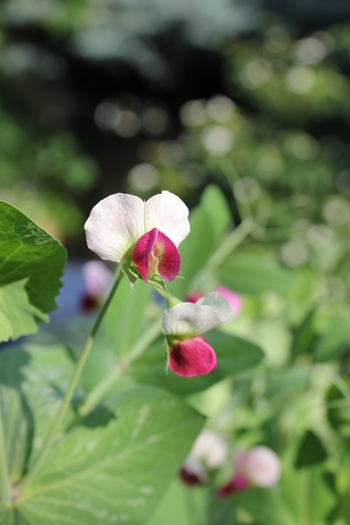July8_ (31)