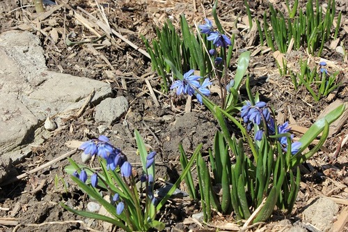 April20_ssbulbs1