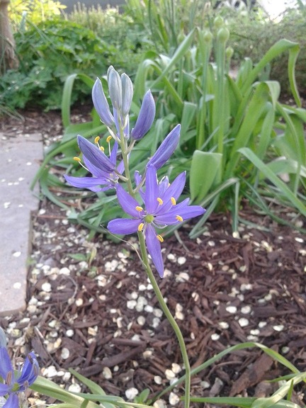 May28_camassia2