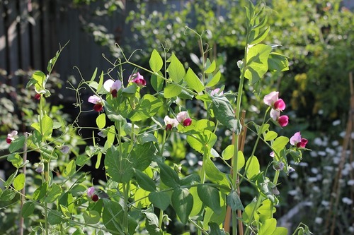 July8_ (29)