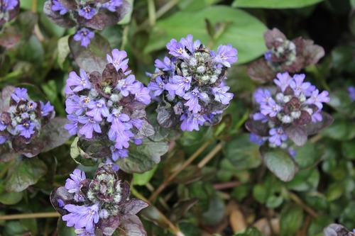 May22_ajuga