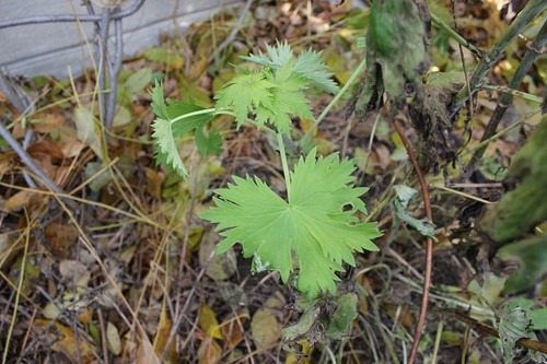 NOv15_delphinium