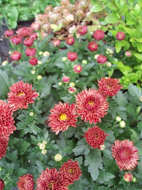 Aug5_mum