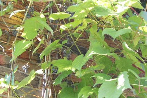 Aug25_grapes