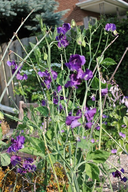July18_sweetpea