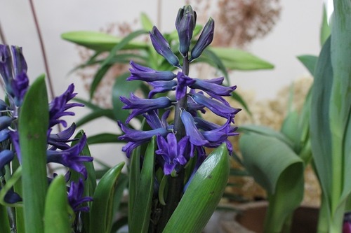 March22_hyacinth