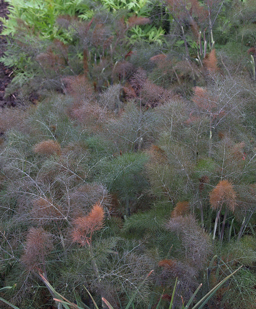 Foeniculum vulgare2