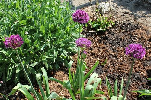 May20_alliumps