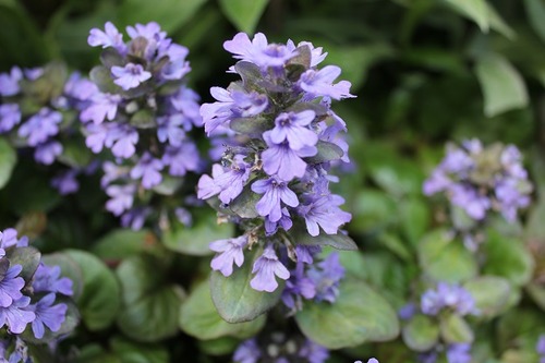 June5_ajuga