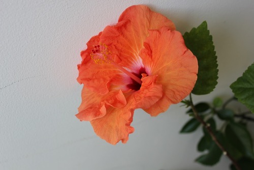 March19_hibiscus