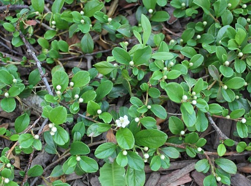 June7_cotoneaster