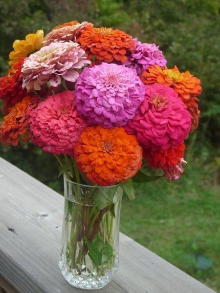 zinnia_cutting_mix