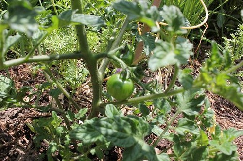 June14_tomato