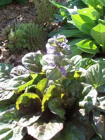 June26_ajuga