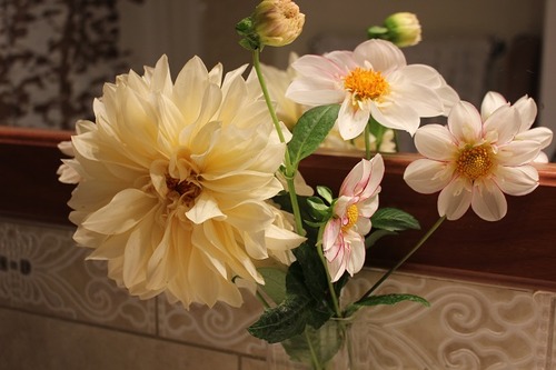 Oct23_dahlias