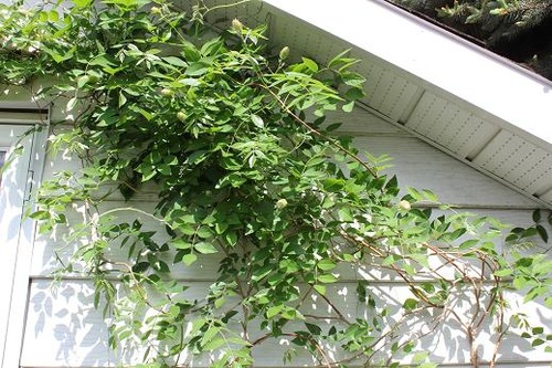 June2_wisteria