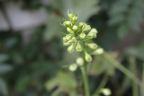Aug16_delphinium