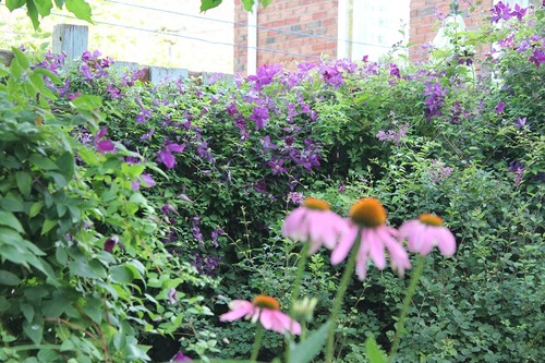July30_ (17)