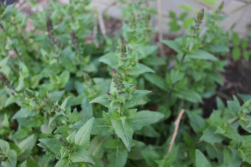 June15_salvia