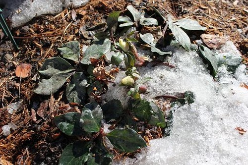 March30_hellebore1
