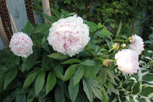 June13_peony2