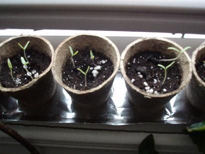 tomatoes2